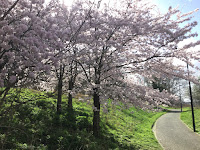 Photo by Sheila Webber of cherry blossom trees by a path in March 2024
